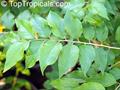 Ketembilla, Ceylon Gooseberry ، Dovyalis